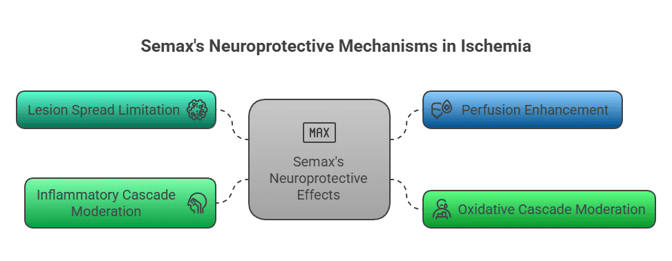 Diagram of Semax neuroprotection in ischemia: limits lesion spread, moderates inflammation and oxidative cascades, boosts perfusion.