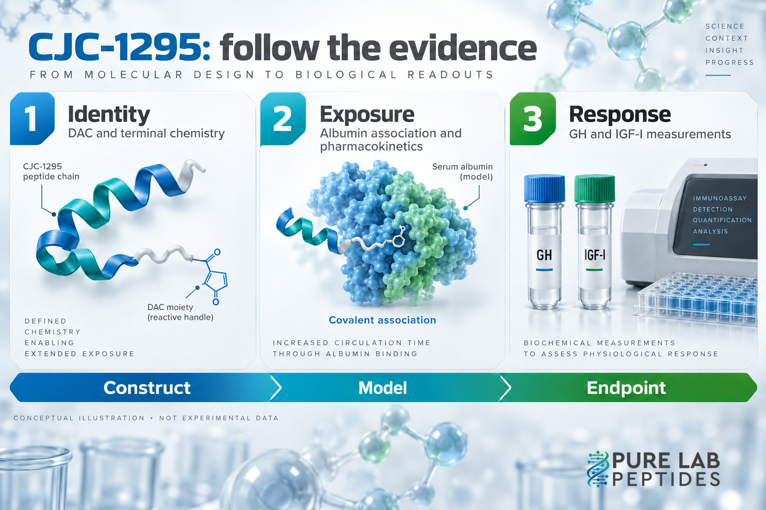 Conceptual CJC-1295 reading map: DAC construct identity, covalent albumin association and measured GH and IGF-I responses; chemical handles, proteins and laboratory objects are schematic.