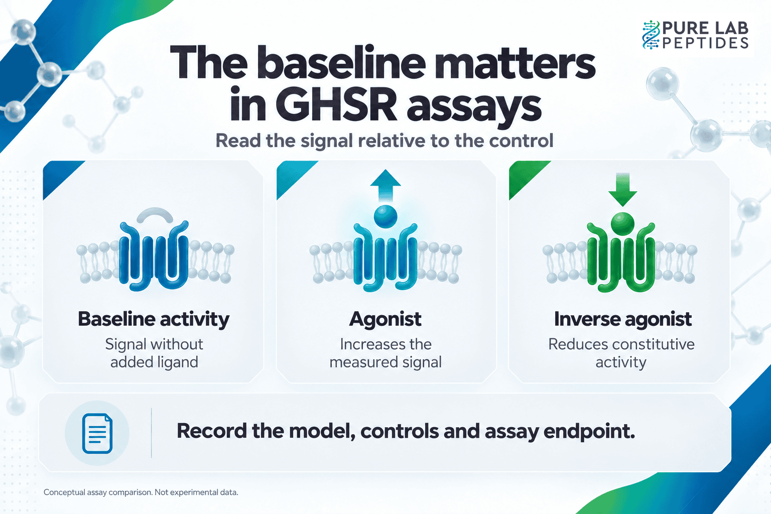 Conceptual diagram contrasting GHSR baseline activity without an added ligand, an agonist increasing a measured signal and an inverse agonist reducing constitutive activity; model, controls and endpoint must be recorded.