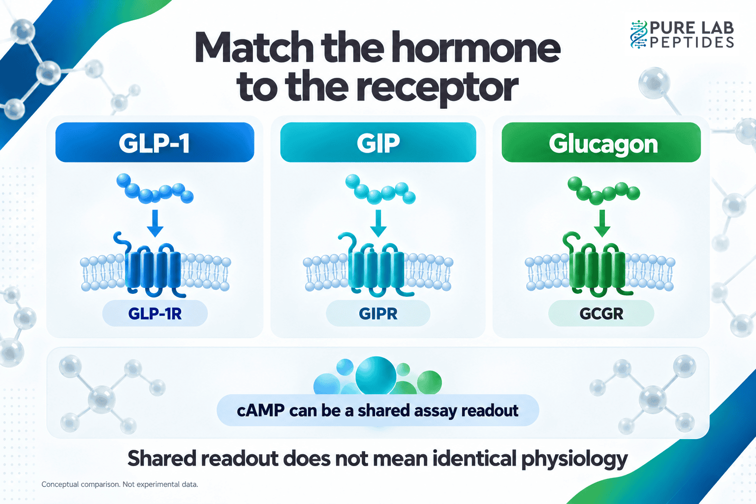 Conceptual diagram matching GLP-1 to GLP-1R, GIP to GIPR and glucagon to GCGR, with cAMP as a shared assay readout; a shared readout does not mean identical physiology.