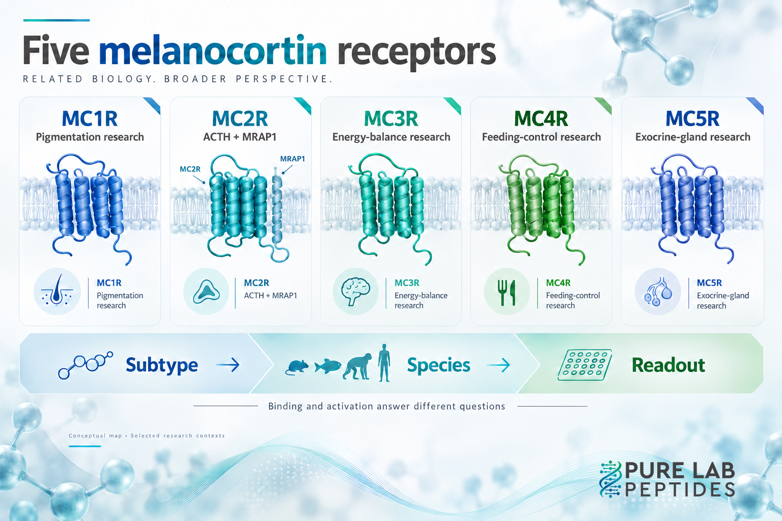 Conceptual map of MC1R through MC5R with selected pigmentation, ACTH-MRAP1, energy-balance, feeding and exocrine research contexts; receptor silhouettes and tissue icons are schematic.