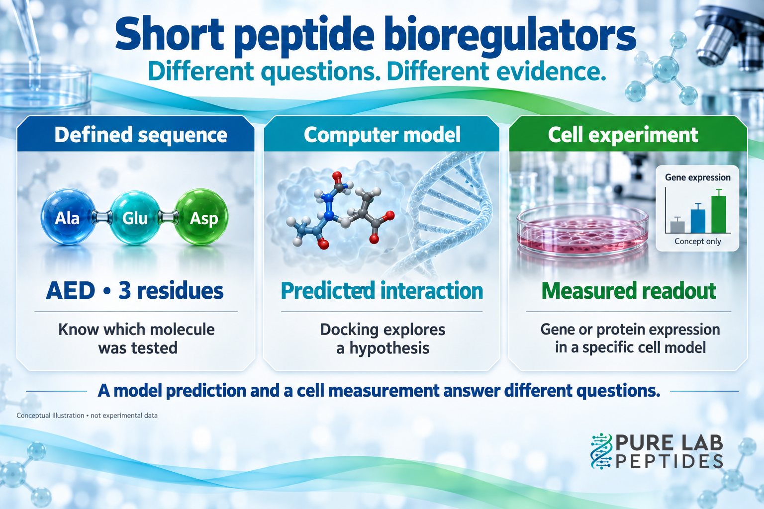 Short peptide bioregulator evidence map: AED is Ala-Glu-Asp with three residues, docking predicts an interaction, and cell experiments measure gene or protein expression; molecular model and graph are conceptual, with the complete official Pure Lab Peptides logo integrated into the artwork.