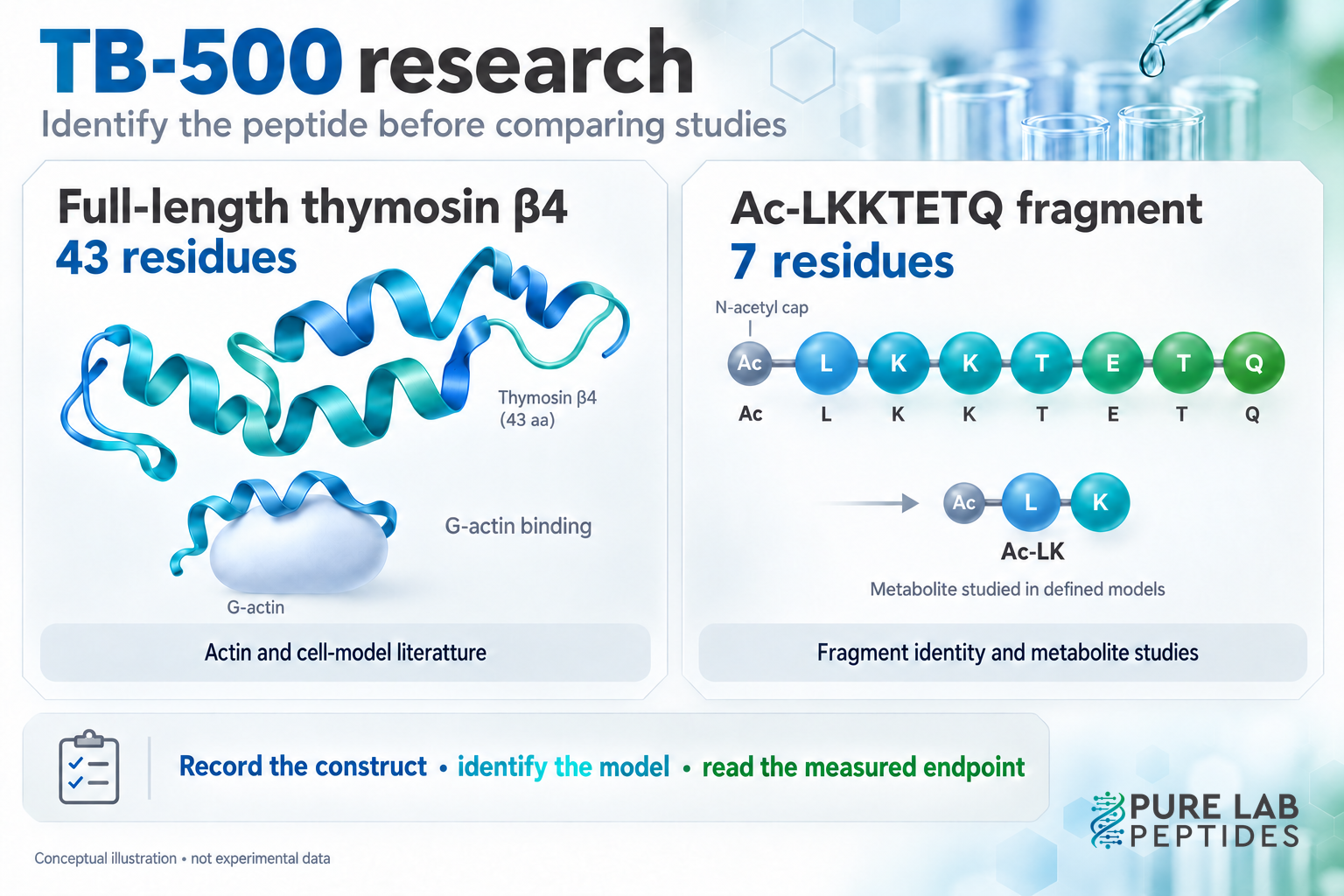 Conceptual comparison of 43-residue thymosin beta-4, the seven-residue Ac-LKKTETQ fragment and Ac-LK metabolite; Ac is an N-acetyl cap, and actin binding and peptide ribbons are schematic, not experimental structures or data.